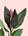 Canna Indica L detail 2