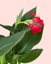 Canna Indica L detail 3