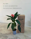 Canna Indica L packaging