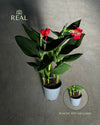 Canna Indica L real