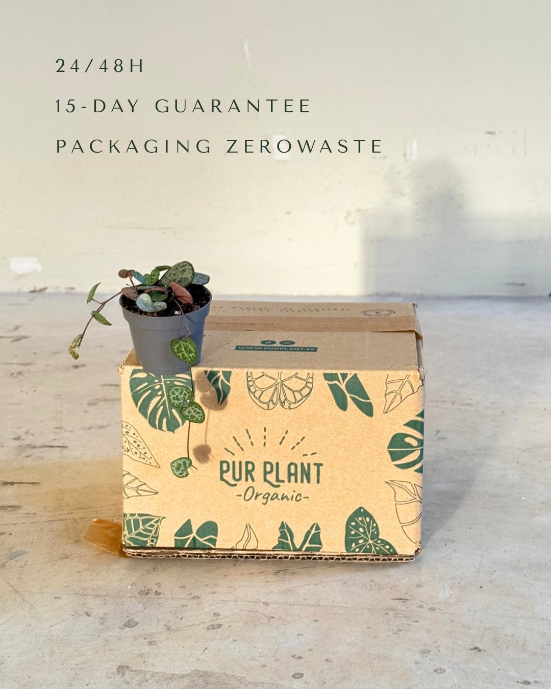 Ceropegia Woodii Mini packaging