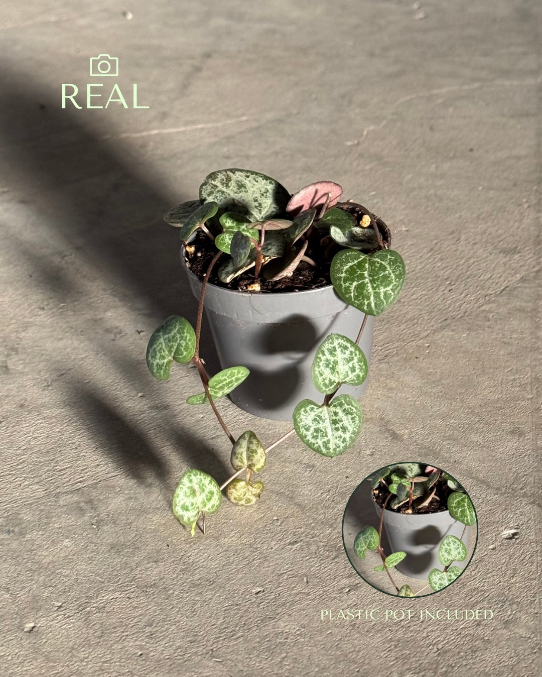 Ceropegia Woodii Mini real
