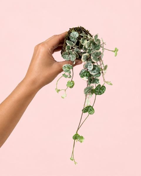 Ceropegia Woodii Variegata Mini