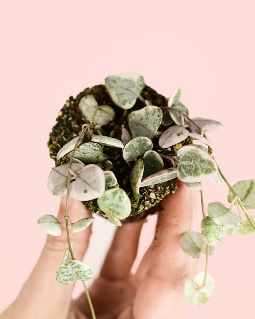 Ceropegia Woodii Variegada Mini detail