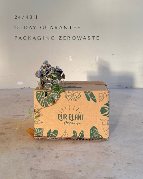 Ceropegia Woodii Variegada Mini packaging