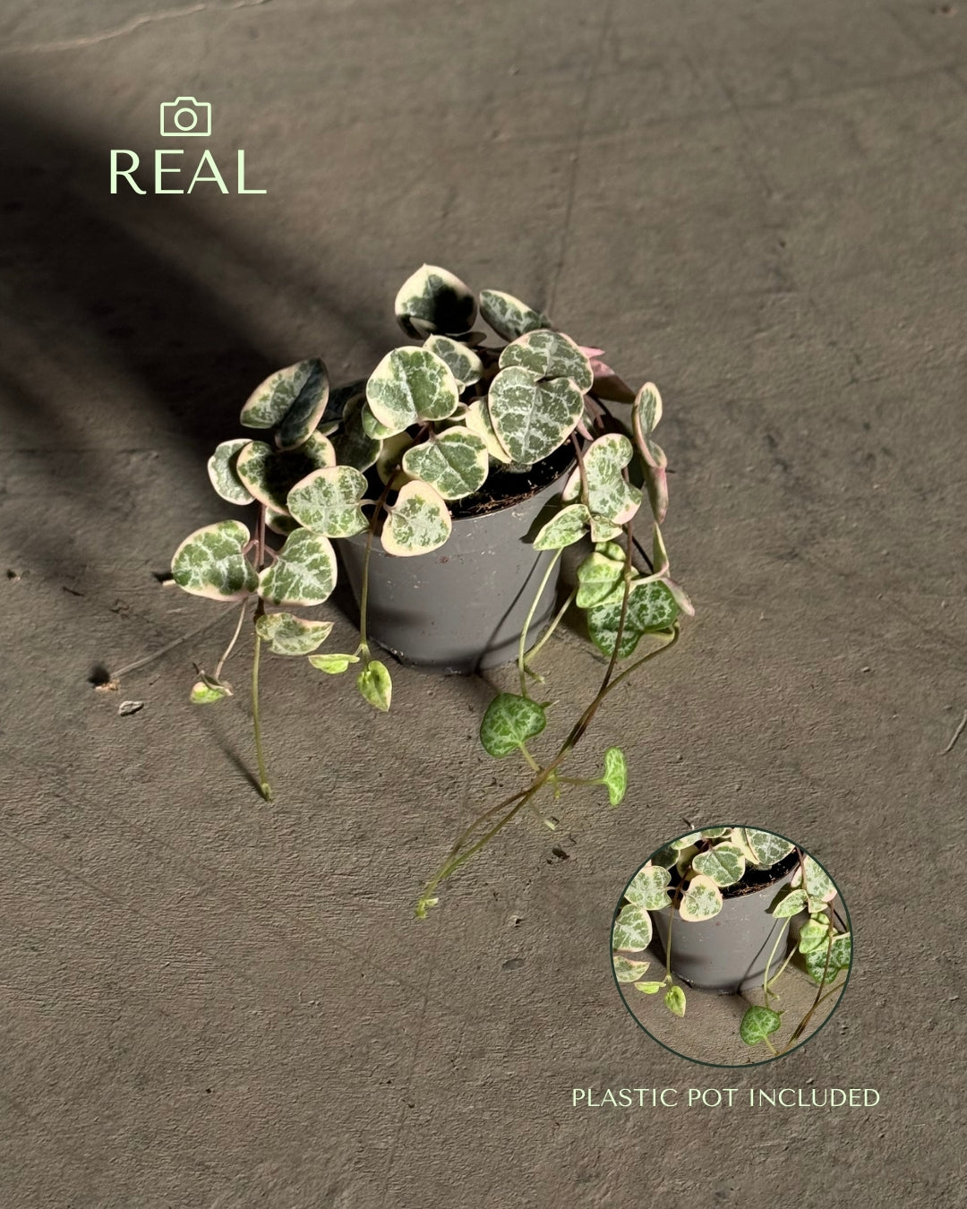 Ceropegia Woodii Variegada Mini real
