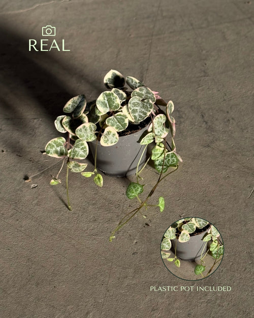 Ceropegia Woodii Variegada Mini real