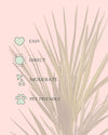 Chamaerops-humilis-care
