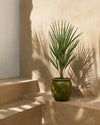 Chamaerops-humilis-context