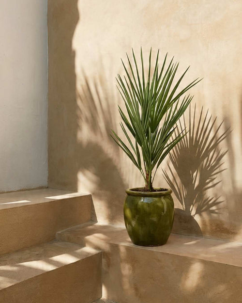Chamaerops-humilis-context