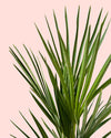 Chamaerops-humilis-detail