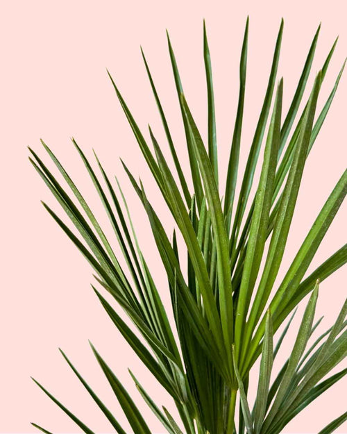 Chamaerops-humilis-detail