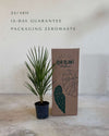 Chamaerops-humilis-packaging