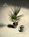 Chamaerops-humilis-real