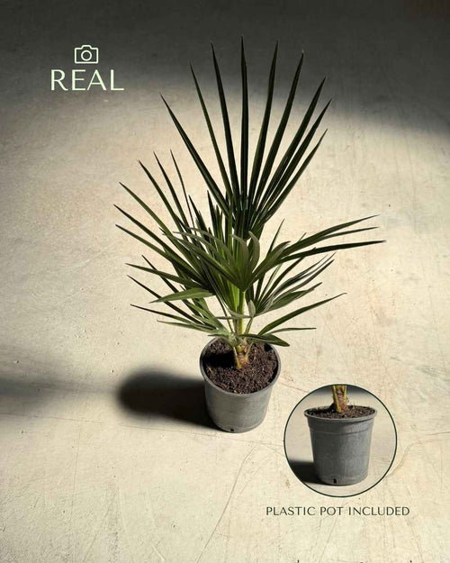 Chamaerops-humilis-real