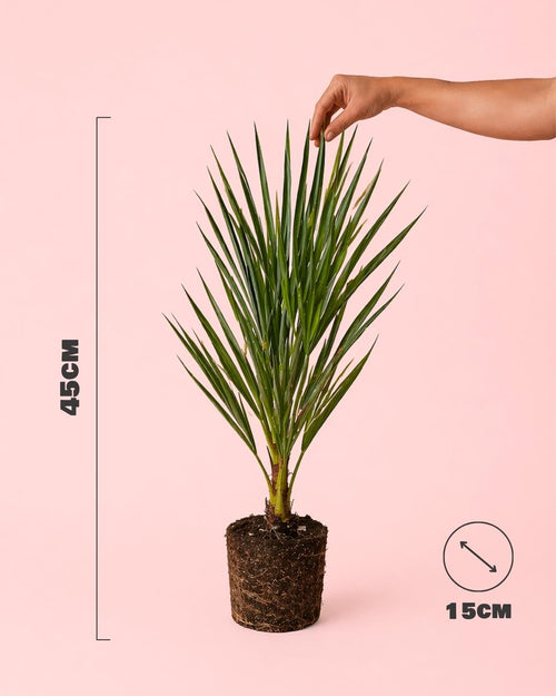 Chamaerops-humilis-size