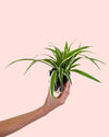 Cinta-de-Moça - Chlorophytum