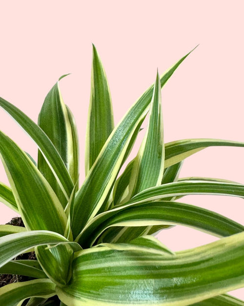 Cinta-de-Moça - Chlorophytum
