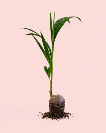 Coco Nucifera XL