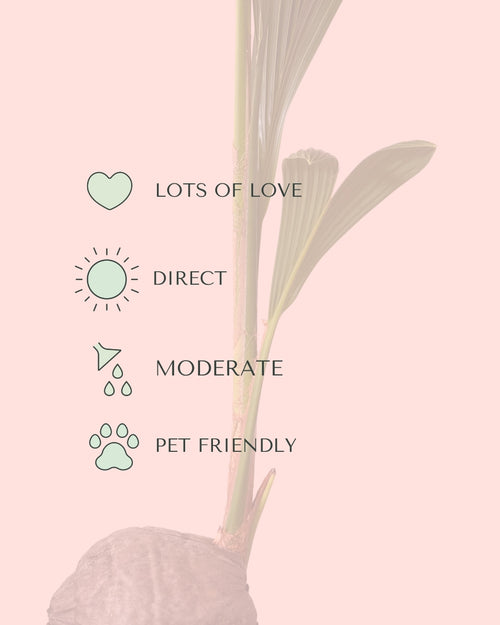 Coco Nucifera XL care