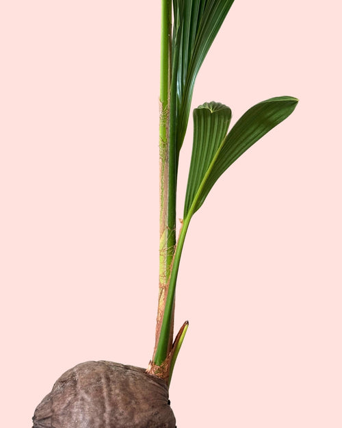 Coco Nucifera XL detail