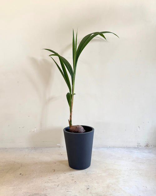 Coco Nucifera XL plot