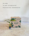 Ctenanthe pilosa Golden Mosaic packaging