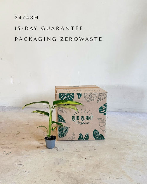 Ctenanthe pilosa Golden Mosaic packaging