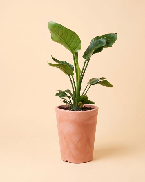 Cubo - Floreira Terracota XL 33 cm