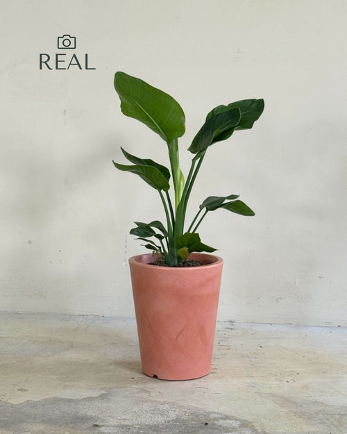 Cubo - Floreira Terracota XL 33 cm