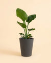 Cubo - Floreira Antracite XL 33 cm