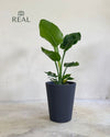 Cubo - Floreira Antracite XL 33 cm