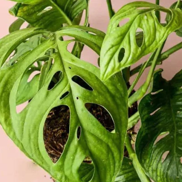 Como Cuidar da Monstera Esqueleto