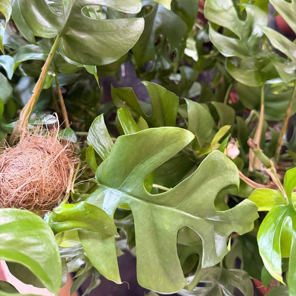 Como Cuidar da Monstera Minima