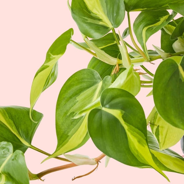 Como Cuidar da Philodendron Brasil