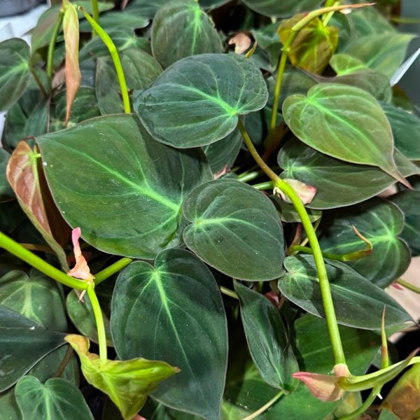 Como Cuidar Philodendron Micans