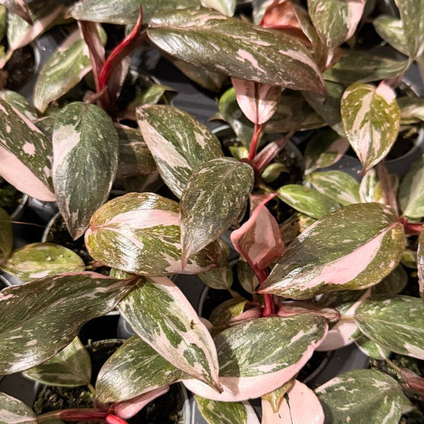 Como Cuidar da Philodendron Pink Princess