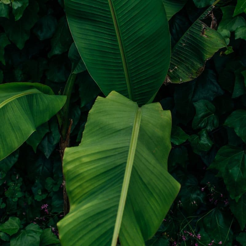 Cuidados_platanera_musa