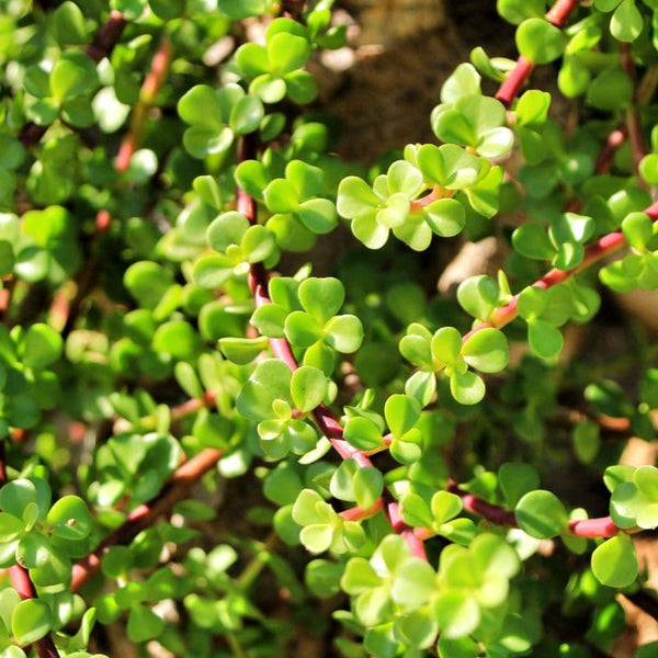 Como Cuidar uma Portulacária