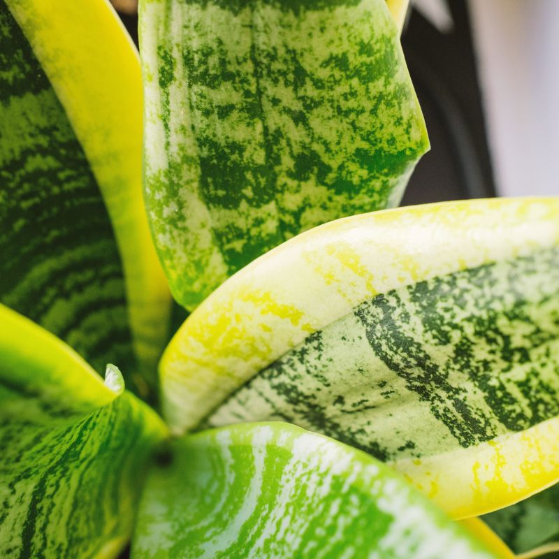 Como Cuidar Sansevieria