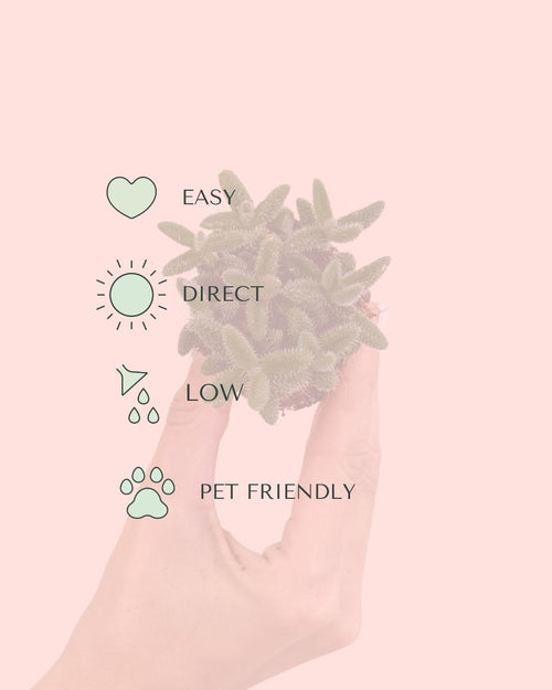 Delosperma-Echinatum-care