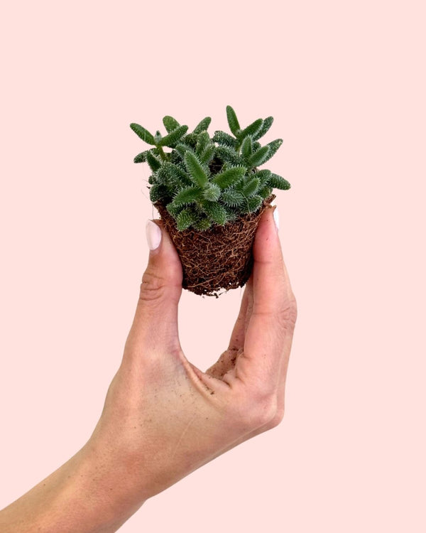 Cuidados Plantas Delosperma