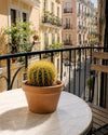 Cactus Asiento de Suegra