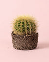 Cactus Asiento de Suegra