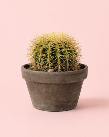 Cato de Assento de Sogra - Echinocactus Grusonii L