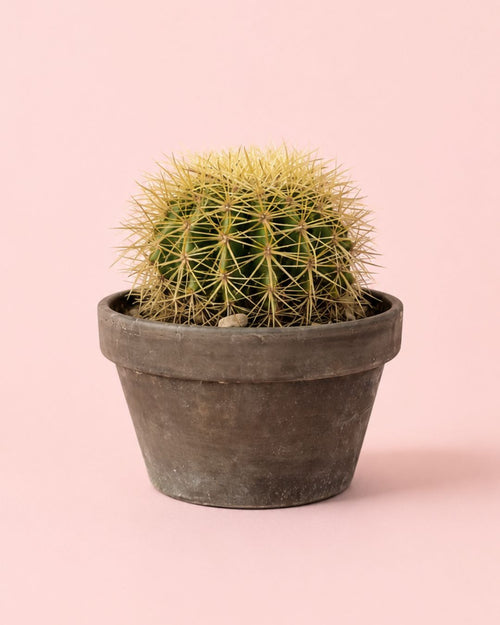 Cato de Assento de Sogra - Echinocactus Grusonii L