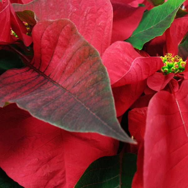 Problemas Plantas Flor de Natal