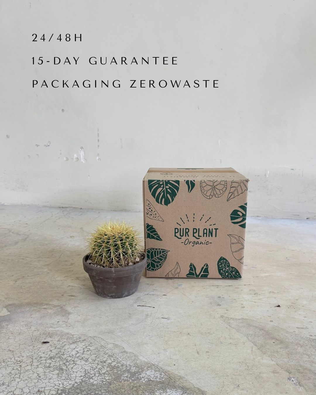 Cactus Asiento de Suegra packaging