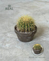 Cactus Asiento de Suegra real