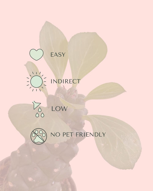 Euphorbia-Monadenium-care